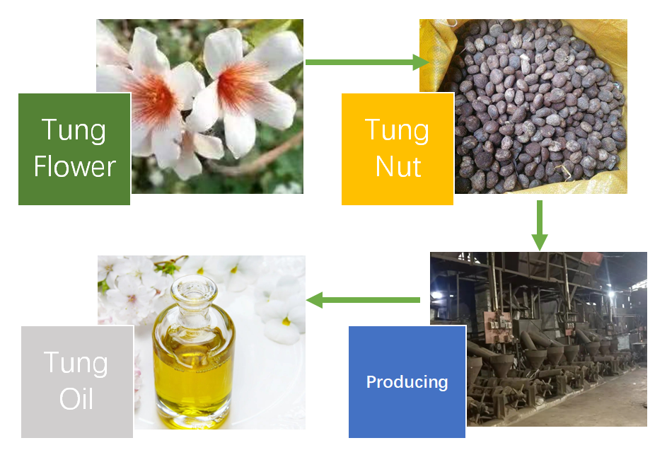 Tung oil is obtained by pressing the seed from the nut of the tung tree.